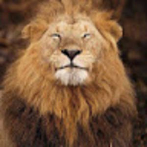 Meet your Posher, Thomas